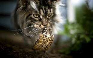 cat and bird tilt shift photography HD wallpaper